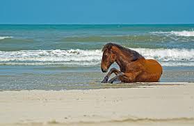 horse on beach